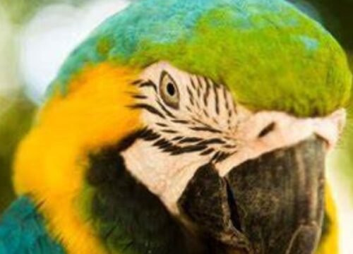 TOURS A IQUITOS 4D/3N
